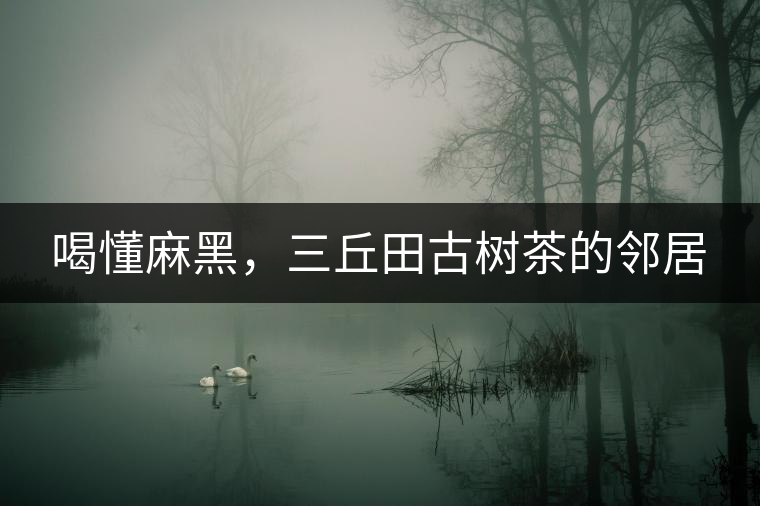 喝懂麻黑，三丘田古樹茶的鄰居