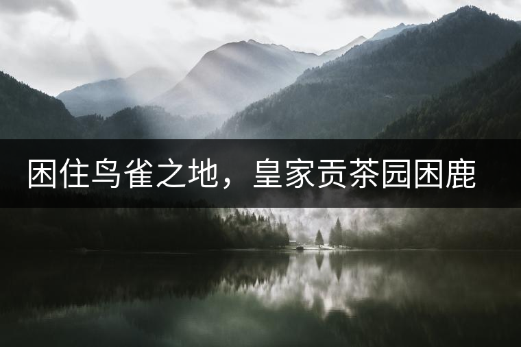 困住鳥雀之地，皇家貢茶園困鹿山古樹茶
