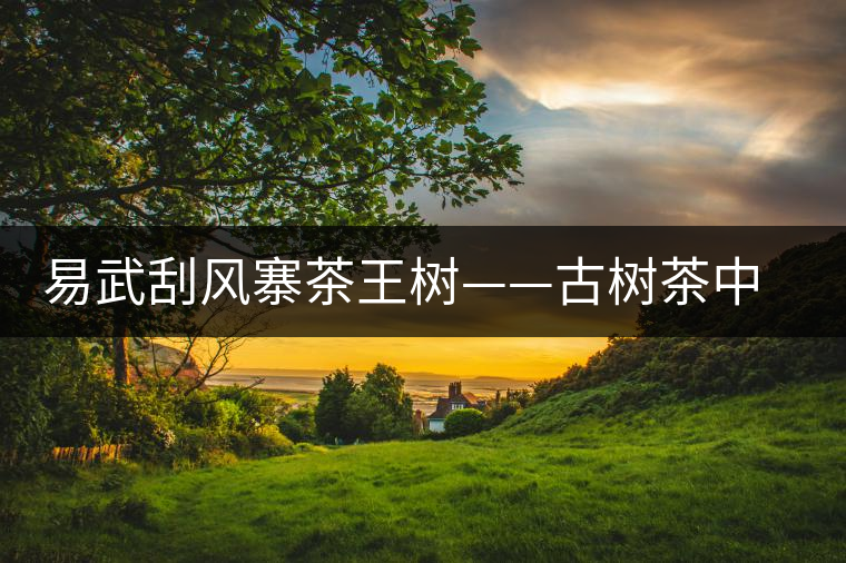 易武刮風寨茶王樹——古樹茶中的“茶皇后“