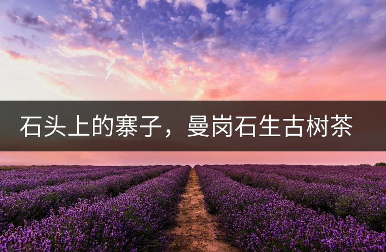 石頭上的寨子，曼崗石生古樹茶特點介紹