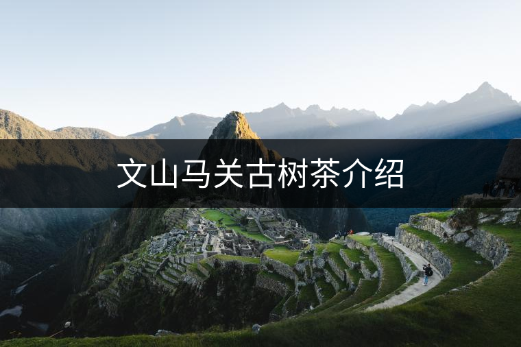 文山馬關(guān)古樹(shù)茶介紹