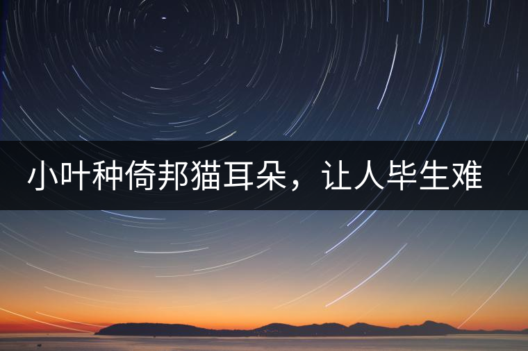 小葉種倚邦貓耳朵，讓人畢生難忘的茶香