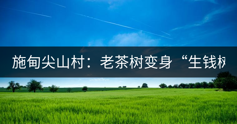 施甸尖山村:老茶樹(shù)變身“生錢樹(shù)” 施甸尖山村:老茶樹(shù)變身“生錢樹(shù)”