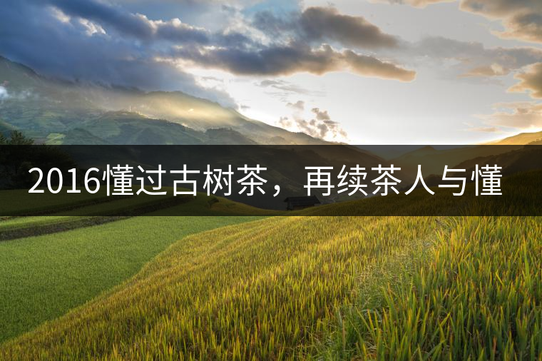 2016懂過(guò)古樹茶，再續(xù)茶人與懂過(guò)的故事