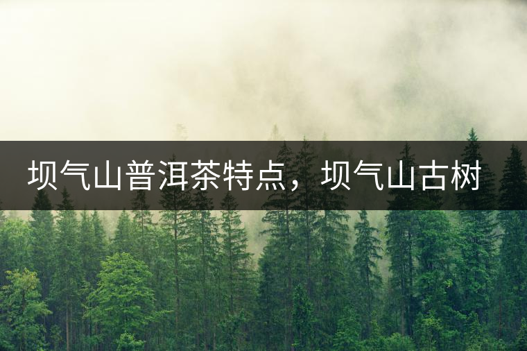 壩氣山普洱茶特點，壩氣山古樹茶介紹