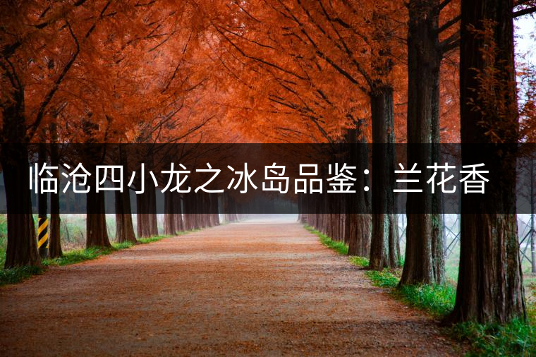 臨滄四小龍之冰島品鑒：蘭花香，冰糖甜