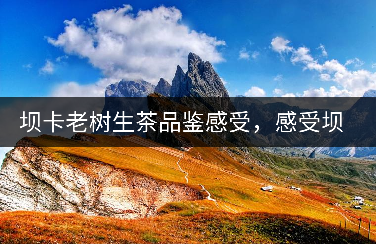 壩卡老樹生茶品鑒感受，感受壩卡茶的魅力