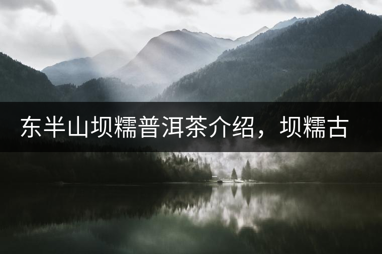 東半山壩糯普洱茶介紹，壩糯古樹茶口感特點