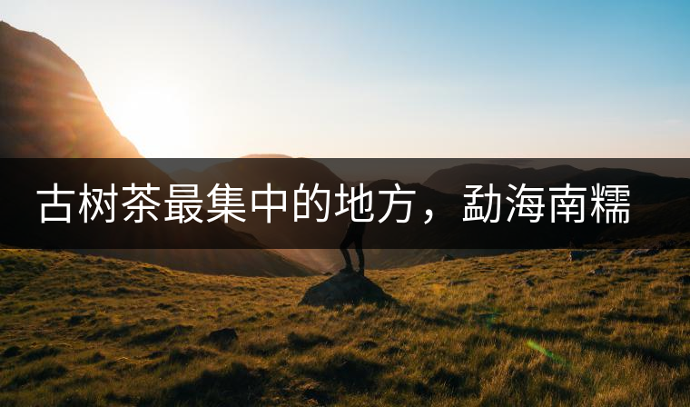 古樹茶最集中的地方，勐海南糯山古茶山介紹