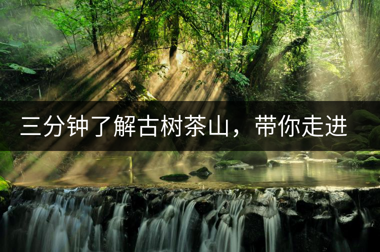 三分鐘了解古樹茶山，帶你走進易武大漆樹古樹茶