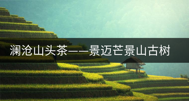 瀾滄山頭茶——景邁芒景山古樹(shù)茶 瀾滄山頭茶——景邁芒景山古樹(shù)茶