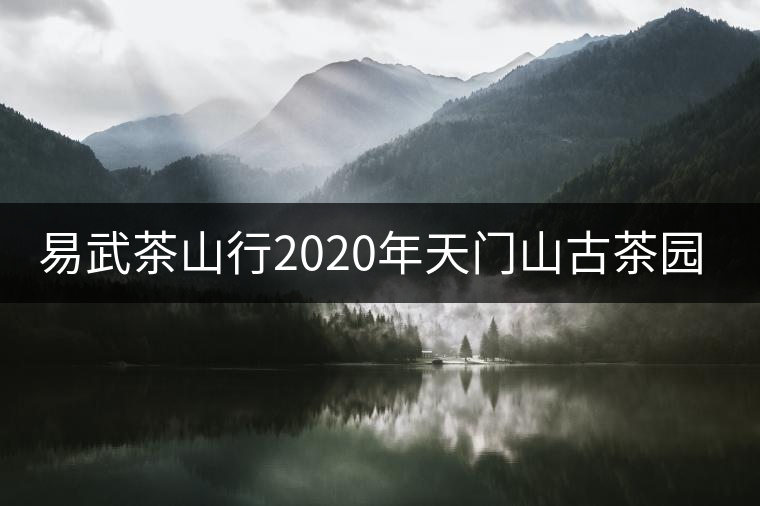 易武茶山行2020年天門(mén)山古茶園尋茶介紹