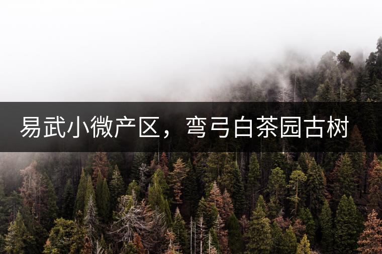 易武小微產(chǎn)區(qū)，彎弓白茶園古樹茶介紹