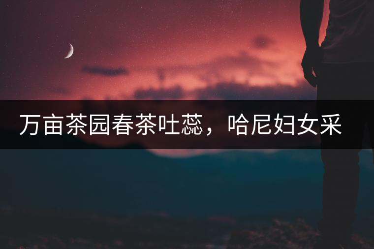 萬畝茶園春茶吐蕊，哈尼婦女采茶忙