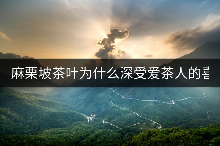 麻栗坡茶葉為什么深受愛茶人的喜愛？