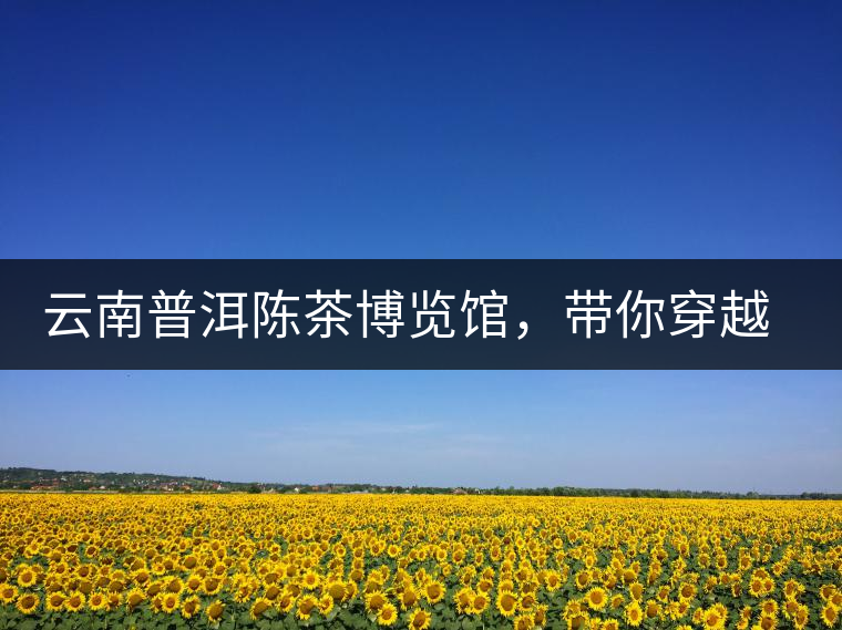 云南普洱陳茶博覽館，帶你穿越時光，品普洱老茶