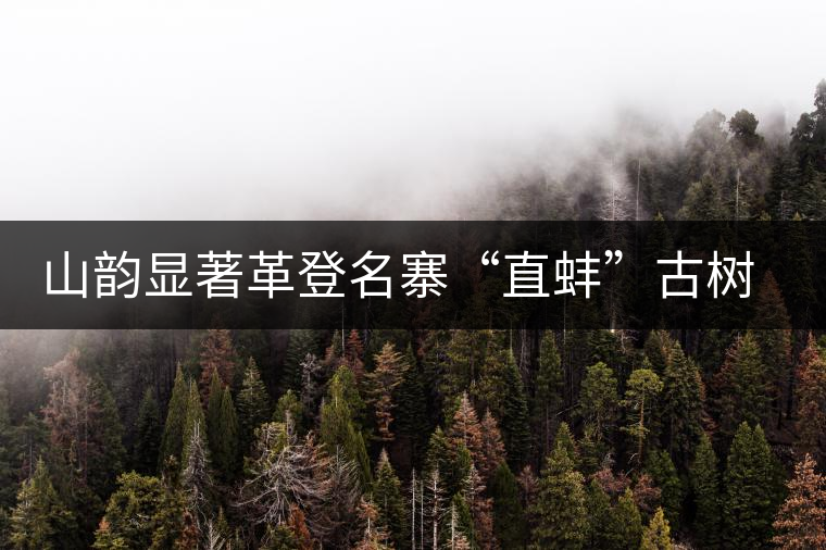 山韻顯著革登名寨“直蚌”古樹茶特點介紹
