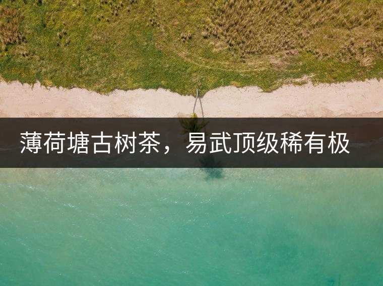 薄荷塘古樹(shù)茶，易武頂級(jí)稀有極品