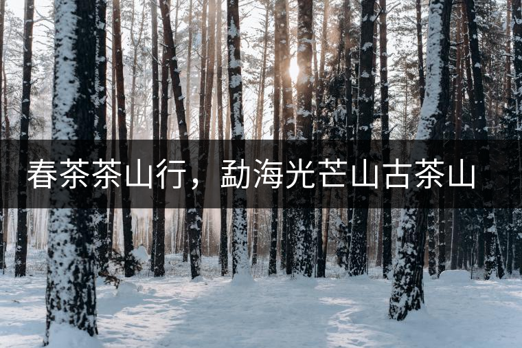 春茶茶山行，勐海光芒山古茶山你去過(guò)嗎？