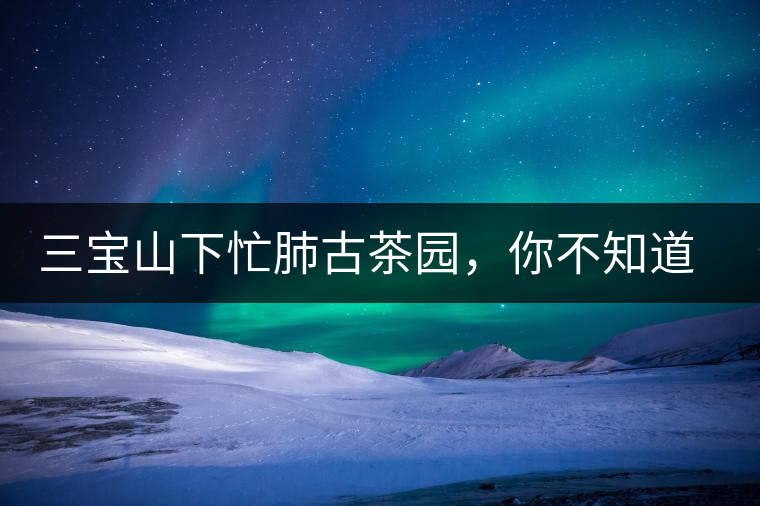 三寶山下忙肺古茶園，你不知道的古樹茶傳說