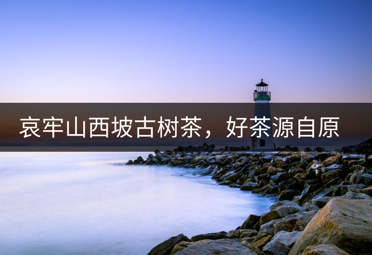 哀牢山西坡古樹(shù)茶，好茶源自原生態(tài)高山