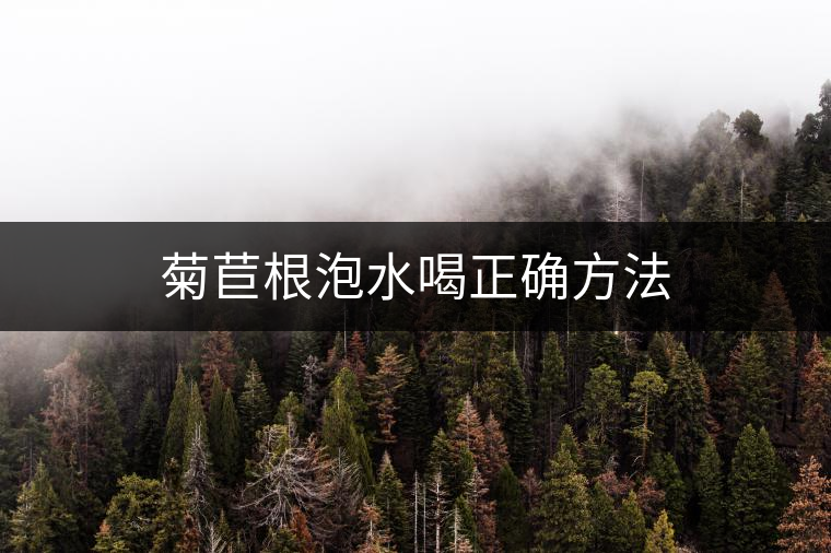 菊苣根泡水喝正確方法