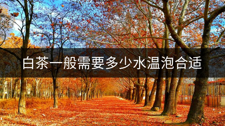 白茶一般需要多少水溫泡合適