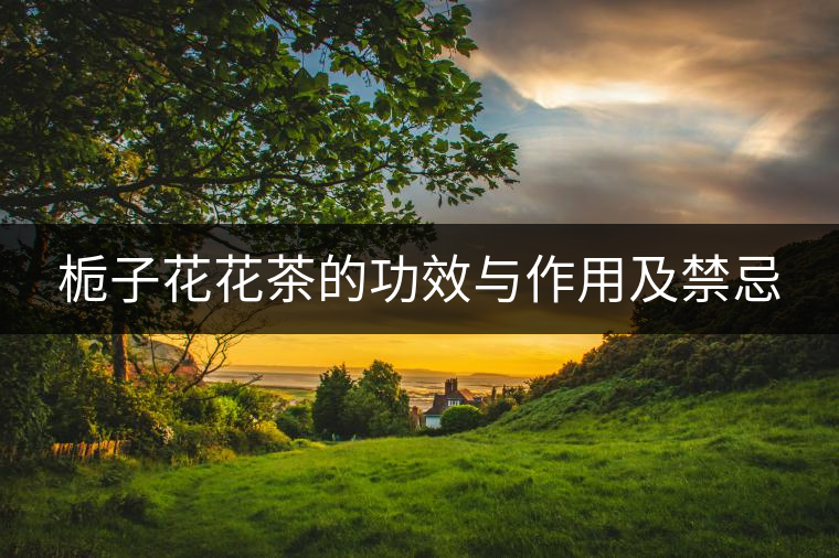 梔子花花茶的功效與作用及禁忌 梔子花花茶的功效與作用及禁忌