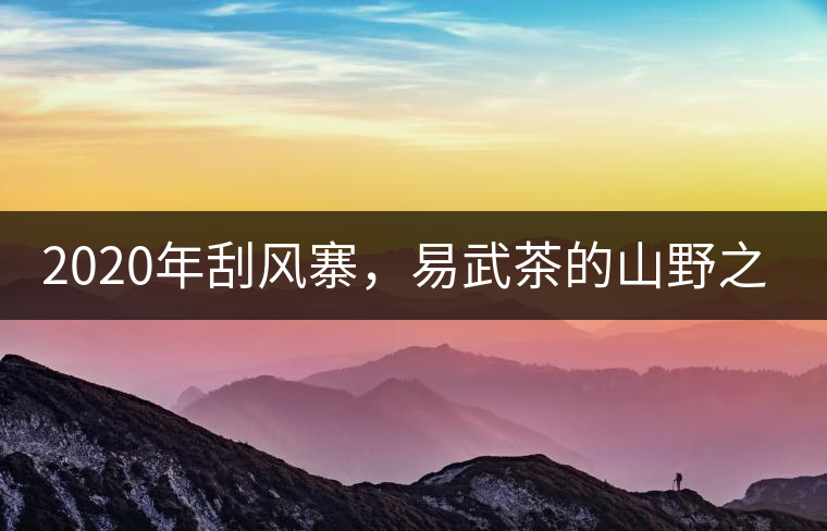 2020年刮風(fēng)寨，易武茶的山野之王-易武中聘號(hào)