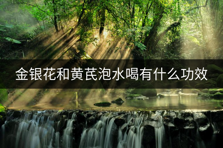 金銀花和黃芪泡水喝有什么功效 金銀花和黃芪泡水喝有什么功效