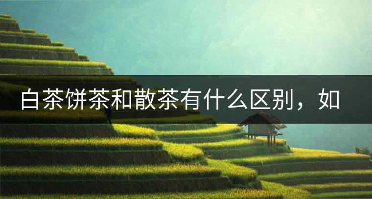 白茶餅茶和散茶有什么區(qū)別,如何選擇 白茶餅茶和散茶有什么區(qū)別,如何選擇