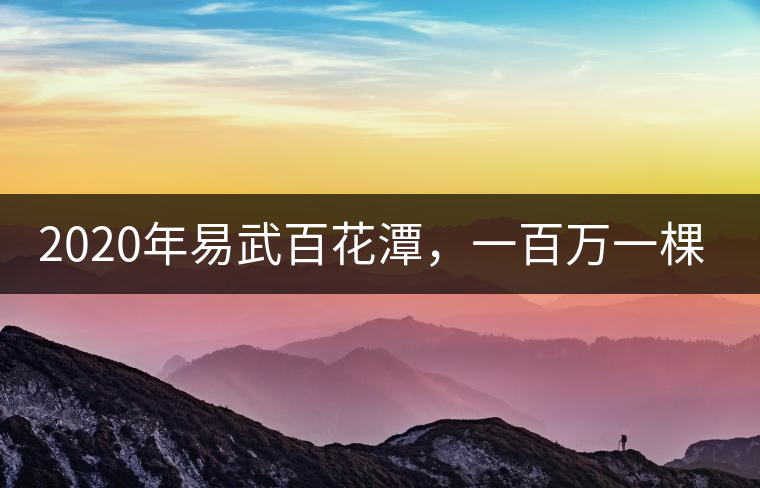 2020年易武百花潭，一百萬一棵樹-易武中聘號