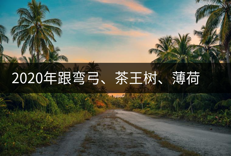 2020年跟彎弓、茶王樹、薄荷塘屬于同一山脈的神秘山頭-易武中聘號