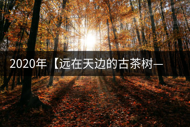 2020年【遠(yuǎn)在天邊的古茶樹——天門山天生古樹】-易武中聘號 2020年【遠(yuǎn)在天邊的古茶樹——天門山天生古樹】-易武中聘號