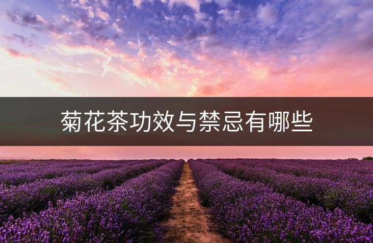 菊花茶功效與禁忌有哪些