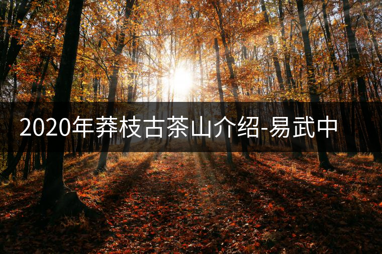 2020年莽枝古茶山介紹-易武中聘號 2020年莽枝古茶山介紹-易武中聘號