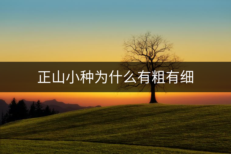 正山小種為什么有粗有細(xì)