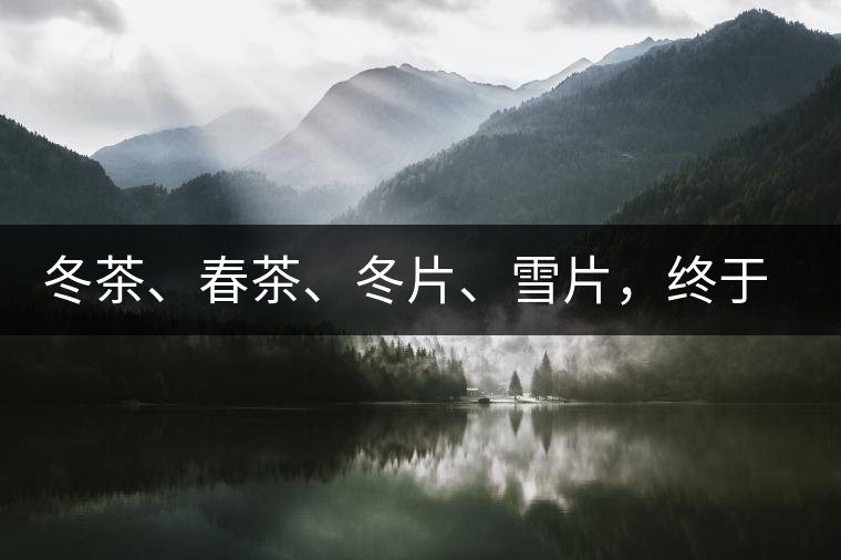 冬茶、春茶、冬片、雪片，終于分清楚了