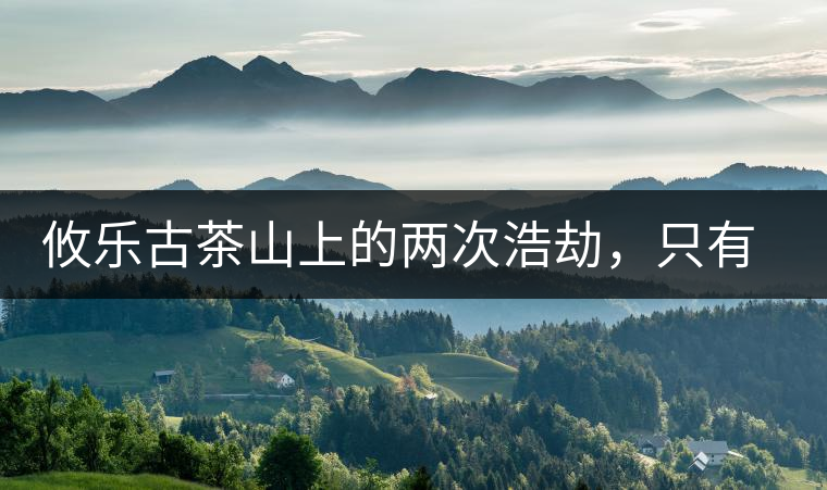 攸樂古茶山上的兩次浩劫，只有絕少部分的茶人解內(nèi)情