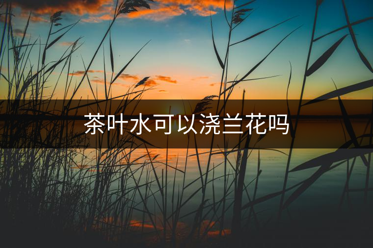 茶葉水可以澆蘭花嗎