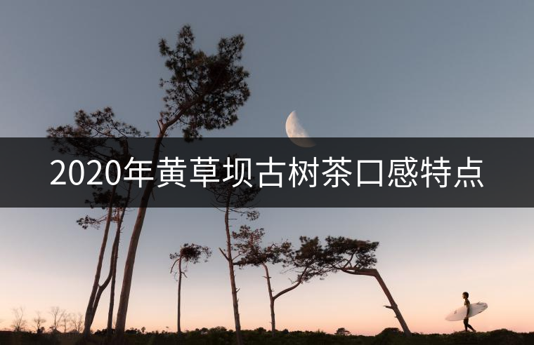 2020年黃草壩古樹茶口感特點(diǎn) 2020年黃草壩古樹茶口感特點(diǎn)