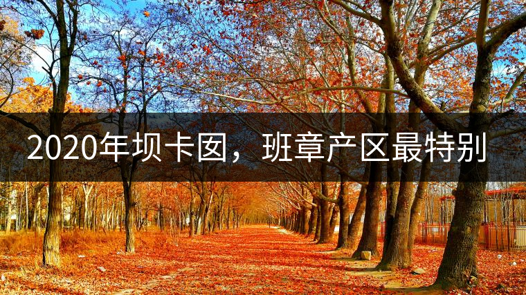 2020年壩卡囡，班章產(chǎn)區(qū)最特別的茶 -易武中聘號(hào)