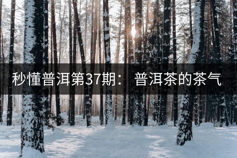 秒懂普洱第37期： 普洱茶的茶氣到底是什么？