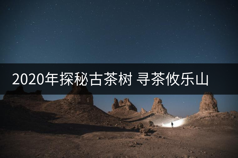 2020年探秘古茶樹 尋茶攸樂山 -易武中聘號