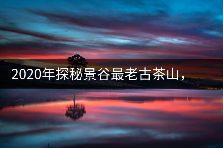 2020年探秘景谷最老古茶山，一個(gè)家族的興茶往事-易武中聘號(hào)