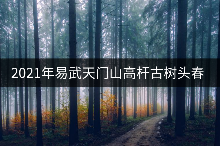 2021年易武天門山高桿古樹頭春多少錢一公斤？