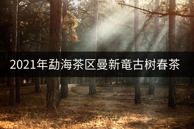 2021年勐海茶區(qū)曼新竜古樹(shù)春茶多少錢(qián)一公斤? 2021年勐海茶區(qū)曼新竜古樹(shù)春茶多少錢(qián)一公斤?