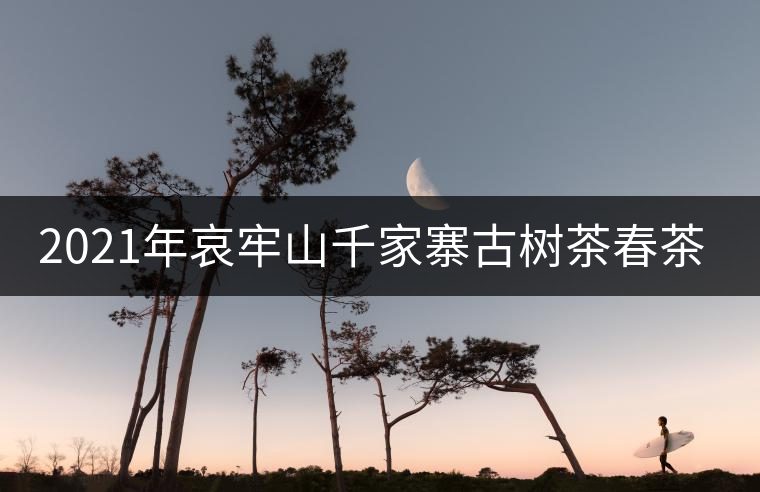 2021年哀牢山千家寨古樹茶春茶口感特點 2021年哀牢山千家寨古樹茶春茶口感特點