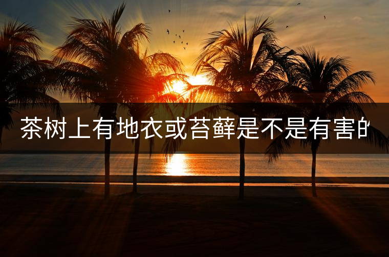 茶樹(shù)上有地衣或苔蘚是不是有害的？