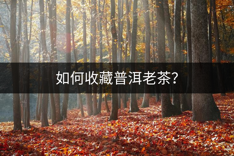 如何收藏普洱老茶？